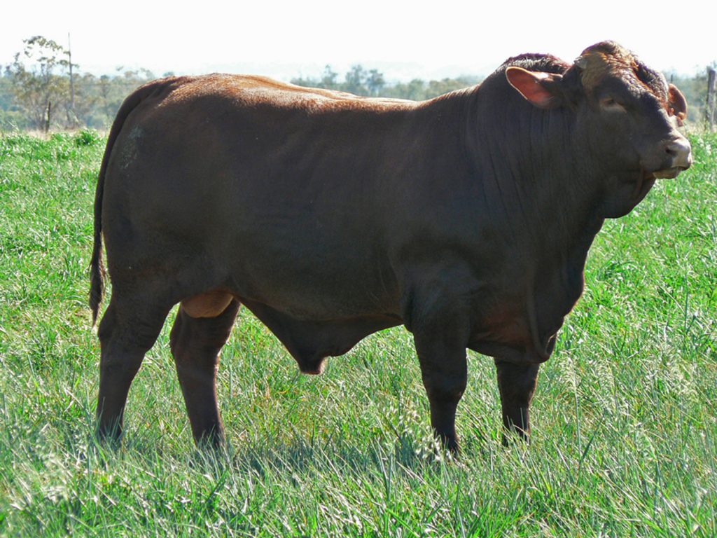 Sire Waco Soldier