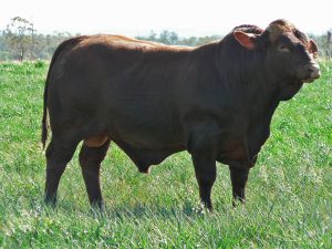 Sire Waco Soldier