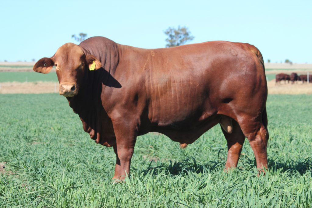 Sire Triple S Queenslander Q20 (P)