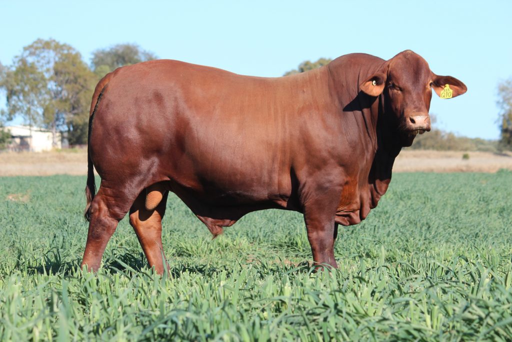 Sire Triple S Quickdraw Q10 (P)