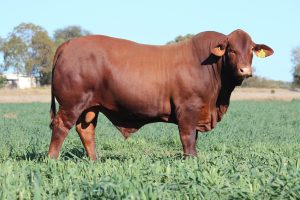 Sire Triple S Quickdraw Q10 (P)