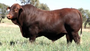 Murgona Rambo R45(P)